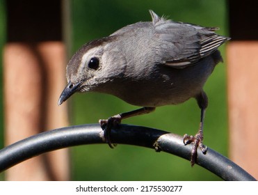 A Gray Catbird Perched On A Bent Metal Bar