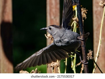 A Gray Catbird Perched On A Bent Metal Bar