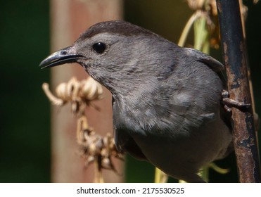 A Gray Catbird Perched On A Bent Metal Bar