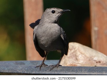 A Gray Catbird Perched On A Bent Metal Bar