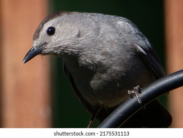 A Gray Catbird Perched On A Bent Metal Bar