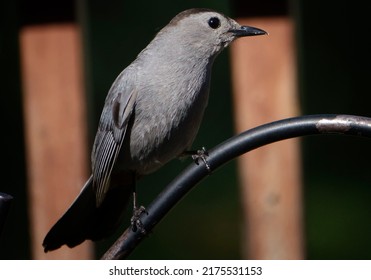 A Gray Catbird Perched On A Bent Metal Bar