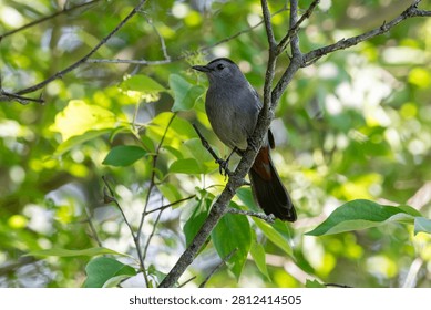 Gray Catbird perched on a tree, John Heinz Wildlife Refuge