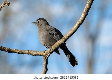 Gray Catbird perched on a tree, John Heinz Wildlife Refuge