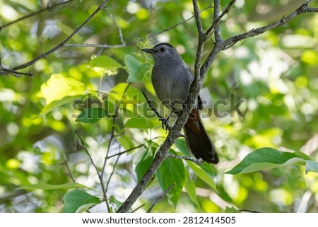 Gray Catbird perched on a tree, John Heinz Wildlife Refuge