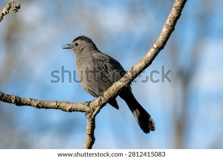 Gray Catbird perched on a tree, John Heinz Wildlife Refuge