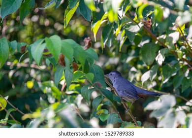 A Gray Catbird Turns Away From The Photographer  Along The Jordan Creek Bike Trail In West Des Moines, Iowa.