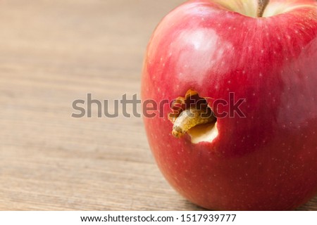Gray caterpillar climbs out of a hole in a red apple