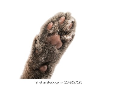 Cat Paw Images, Stock Photos & Vectors | Shutterstock