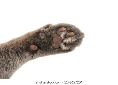 Cat Paw Images, Stock Photos & Vectors | Shutterstock