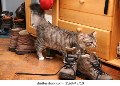 cat peeing in shoes