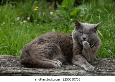 Gray chartreux cat on rustic wooden garden bench. Flowering lawn in background. Cat is licking paw.