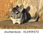 Gray Chinchilla on a wood background outdoor