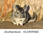 Gray Chinchilla on a wood background outdoor