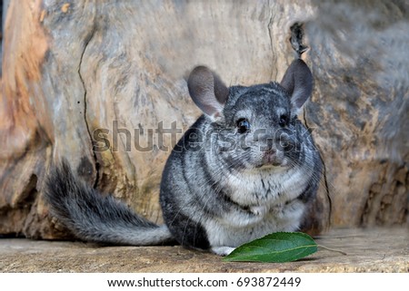 Gray Chinchilla on a wood background outdoor