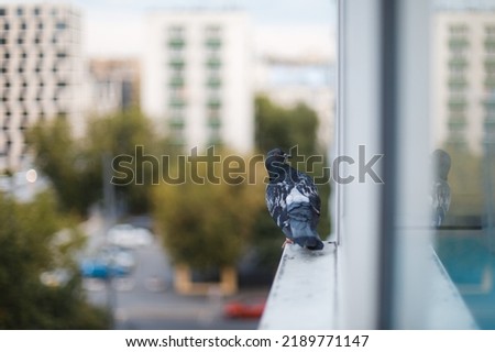 A gray city pigeon sits on the windowsill of a high-rise building balcony. Blurred background with bokeh, view of a summer street. Copy space for text. Moscow, Russia