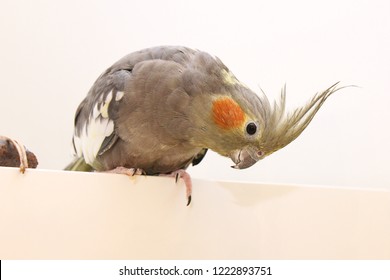 gray cockatiel parrot