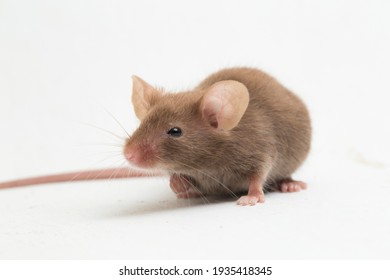 Gray common house mouse isolated on white background
