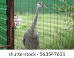gray crane in the reserve