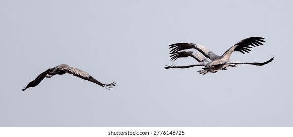 Gray Cranes Soaring In The Sky
