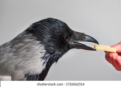 gray crow bird eats cheese from hand.