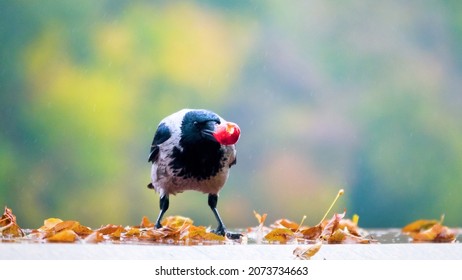 Gray crow (Corvus cornix) eats apples during the autumn fruiting period (especially the seeds). Seasonal changes in feeding behavior. Food opportunism