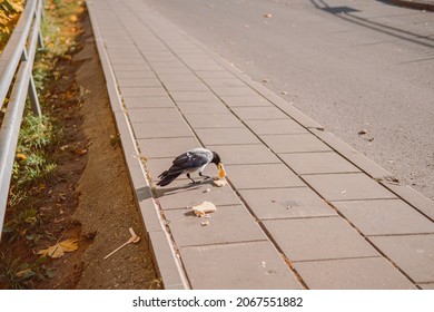 A gray crow eating scraps of bread on the sidewalk on a sunny day in Vilnius, Lithuania
