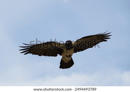 gray crow flying with spread wings, view from below