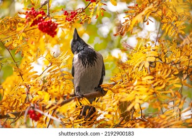 Gray Crow Sits On A Branch Of A Rowan Tree With Its Beak Raised Up And Looks At The Red Berries. Autumn Landscape With Mountain Ash And Bird. Feeding Urban Crows.