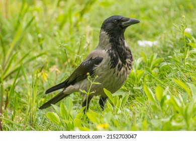 gray crow walks on green grass