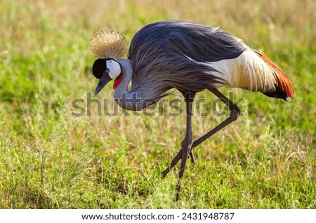 The gray crowned crested Crane of Uganda, one of the most beautiful and majestic birds in Africa found in Uganda where it is also the the National symbol and the national bird of Uganda.
