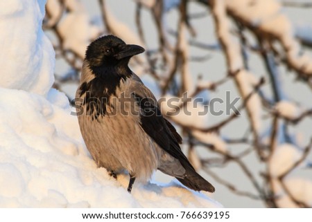 gray crows are in the midst of deep snow, winter, wildlife, birds