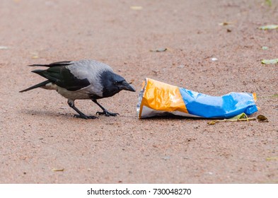 Gray crows take out a bag of garbage in search of food, and pollute the city