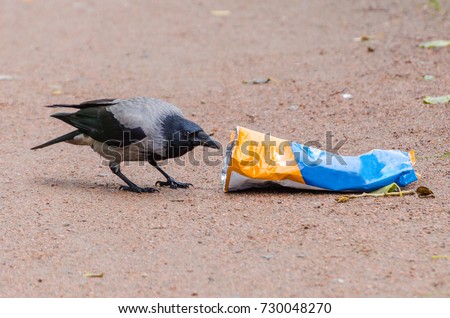 Gray crows take out a bag of garbage in search of food, and pollute the city