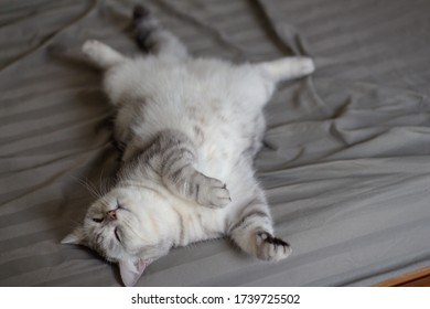 Gray Cute Cat Sleeping On Bed Stock Photo 1739725502 