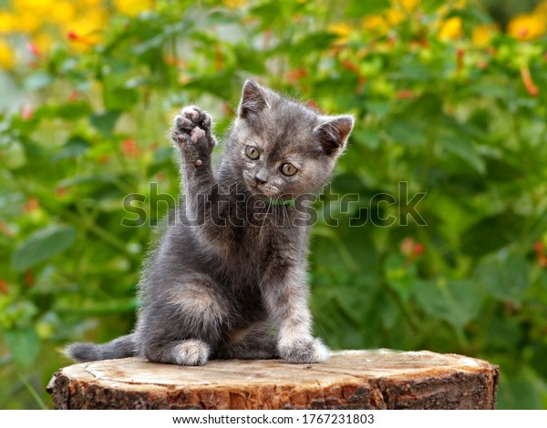 手か足を指さす灰色のかわいい子猫 選挙で おかしなかわいい子猫が手を挙げて座り 投票する 動物投票 夏の自然の子猫が手足を上げて遊ぶ 愛らしい灰色の猫 の写真素材 今すぐ編集