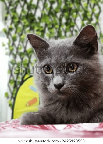 A gray cute little cat