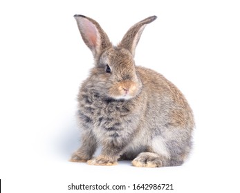 Gray cute rabbit sitting isolated on white background. - Powered by Shutterstock