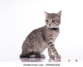 Chat Gris Images Photos Et Images Vectorielles De Stock Shutterstock