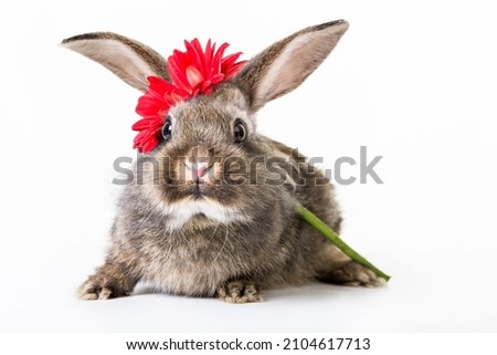 Gray cute wild colored bunny with big eyes and red flower, free plate. Isolated background.