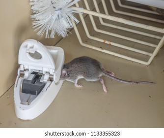 Gray Dead Mouse Trapped By Mouse Stock Photo 1133355323 | Shutterstock