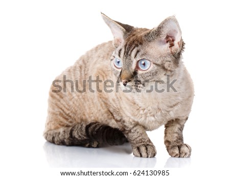 gray devon rex cat siting on white background and looking aside the camera