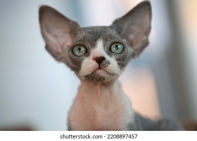 Gray Devon Rex Kitten With Big Ears.