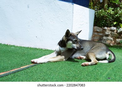 A Gray Dog ​​sleeps On A Green Artificial Turf.