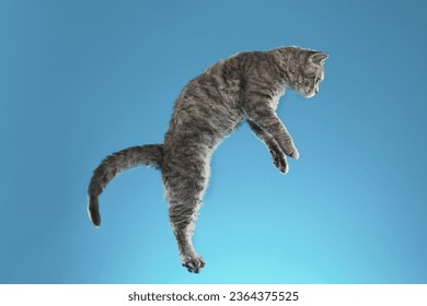 A gray domestic cat jumping joyfully against a tranquil blue background - Shutterstock ID 2364375525