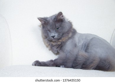 Gray Domestic Cat On A Soft Armchair. Cat With A Haircut.