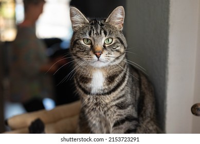 Gray Domestic European Shorthair Tabby Cat With Black Stripes And Beautiful Green Eyes Sits On A Scratching Post In A Interior Living Room And Looks Straight Into The Camera