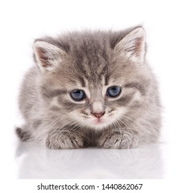 Gray domestic kitten portrait on a white background. - Shutterstock ID 1440862067