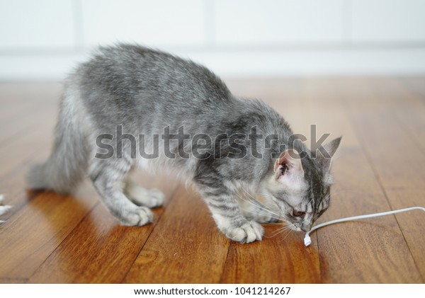 Gray Domestic Short Hair Cat Relaxing Stock Photo Edit Now