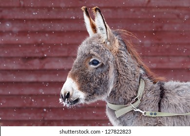 Gray Donkey And Snow